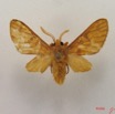 015 Heterocera (FD) Arctiidae IMG_4831WTMK.jpg