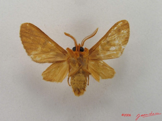 016 Heterocera (FV) Arctiidae IMG_4833WTMK.jpg