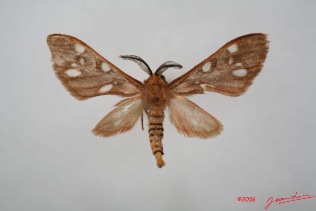 017 Heterocera (FD) Arctiidae IMG_1372WTMK.jpg