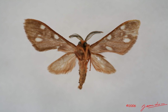 018 Heterocera (FV) Arctiidae IMG_1373WTMK.jpg