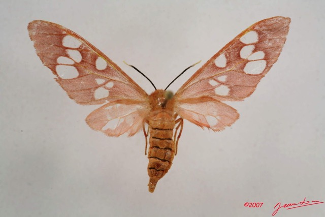 021 Heterocera (FD) Arctiidae IMG_4221WTMK.jpg