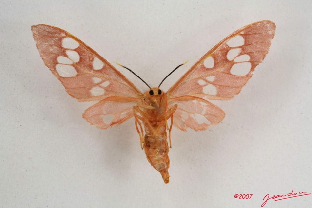 022 Heterocera (FV) Arctiidae IMG_4224WTMK.jpg