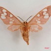022 Heterocera (FV) Arctiidae IMG_4224WTMK.jpg