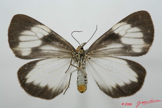 040 Heterocera (FV) Arctiidae Nyctimera sp f 8EIMG_4119WTMK.jpg