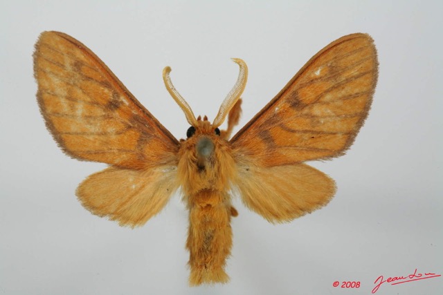 041 Heterocera (FD) Arctiidae 8EIMG_17507WTMK.jpg