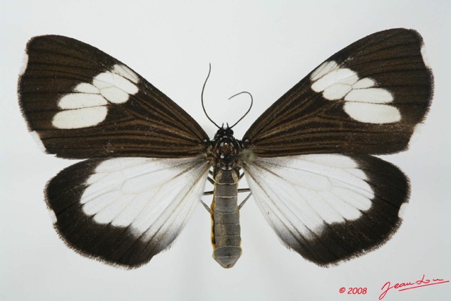 047 Heterocera (FD) Arctiidae Nyctemera apicalis f 8EIMG_20615WTMK.jpg