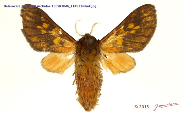 073 Heterocera 210c (FD) Arctiidae 15E5K3IMG_114933wtmk.jpg