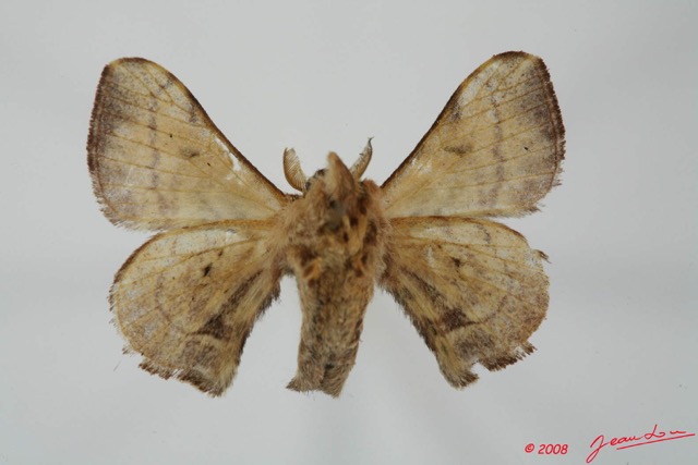 004 Heterocera (FV) Bombicidae 8EIMG_17479WTMK.jpg