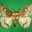 001 Heterocera (FD) Chrysopolomidae m IMG_3252WTMK.jpg
