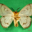 002 Heterocera (FV) Chrysopolomidae m IMG_3253WTMK.jpg