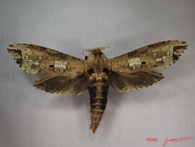 001 Heterocera (FD) Cossidae IMG_3613WTMK.jpg