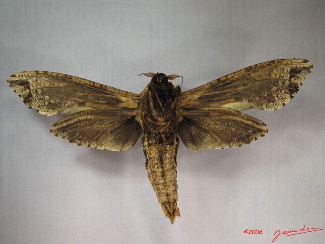 002 Heterocera (FV) Cossidae IMG_3614WTMK.jpg