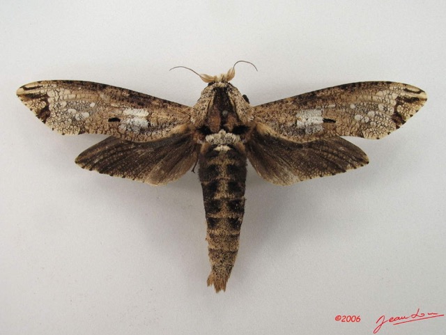 003 Heterocera (FD) Cossidae IMG_4716WTMK.jpg