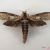 003 Heterocera (FD) Cossidae IMG_4716WTMK.jpg