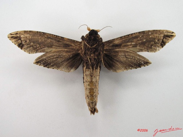 004 Heterocera (FV) Cossidae IMG_4717WTMK.jpg