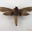 004 Heterocera (FV) Cossidae IMG_4717WTMK.jpg