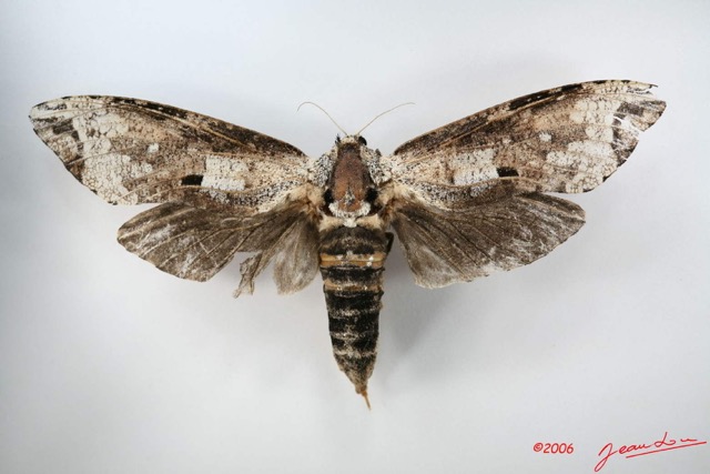 005 Heterocera (FD) Cossidae IMG_1369WTMK.jpg