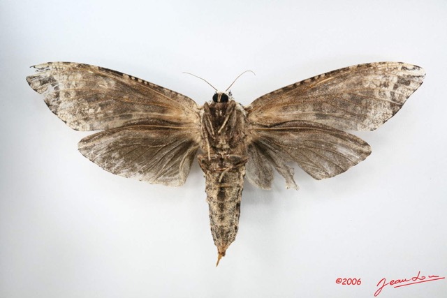 006 Heterocera (FV) Cossidae IMG_1370WTMK.jpg