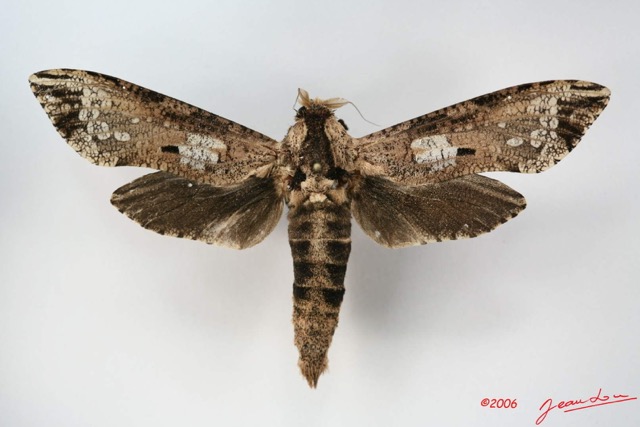 007 Heterocera (FD) Cossidae IMG_1714WTMK.jpg