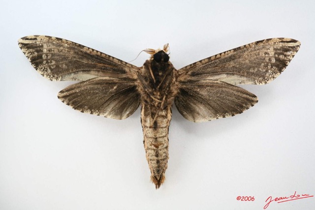 008 Heterocera (FV) Cossidae IMG_1717WTMK.jpg