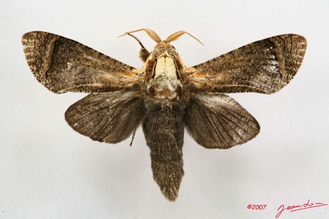009 Heterocera (FD) Cossidae m 7IMG_5010WTMK.jpg