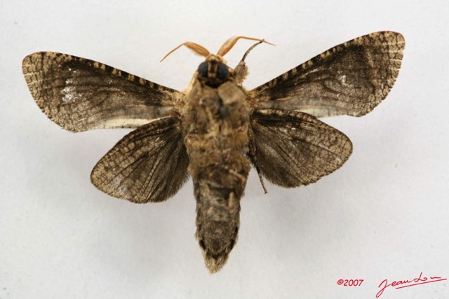 010 Heterocera (FV) Cossidae m 7IMG_5012WTMK.jpg