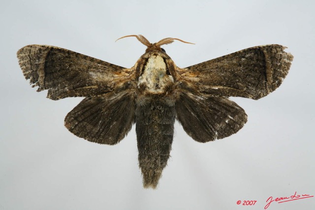 011 Heterocera (FD) Cossidae m 7EIMG_0145WTMK.jpg