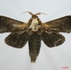 011 Heterocera (FD) Cossidae m 7EIMG_0145WTMK.jpg