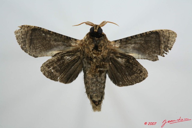 012 Heterocera (FV) Cossidae m 7EIMG_0146WTMK.jpg