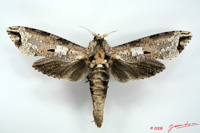 015 Heterocera (FD) Cossidae Xyleutes crassus 8EIMG_26348WTMK.jpg