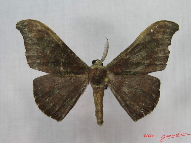 001 Heterocera (FD) Drepanidae Megadrepana cinerea IMG_3542WTMK.jpg
