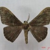001 Heterocera (FD) Drepanidae Megadrepana cinerea IMG_3542WTMK.jpg