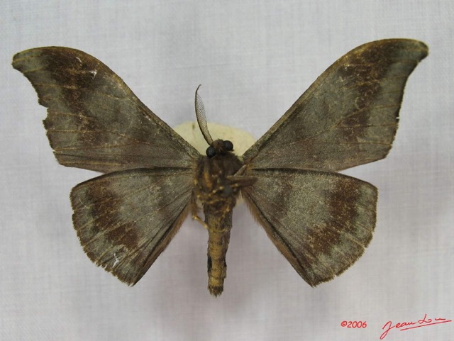 002 Heterocera (FV) Drepanidae Megadrepana cinerea IMG_3543WTMK.jpg