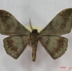 002 Heterocera (FV) Drepanidae Megadrepana cinerea IMG_3543WTMK.jpg