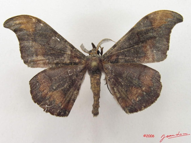 003 Heterocera (FD) Drepanidae Megadrepana cinera m IMG_5007WTMK.jpg