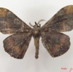 003 Heterocera (FD) Drepanidae Megadrepana cinera m IMG_5007WTMK.jpg