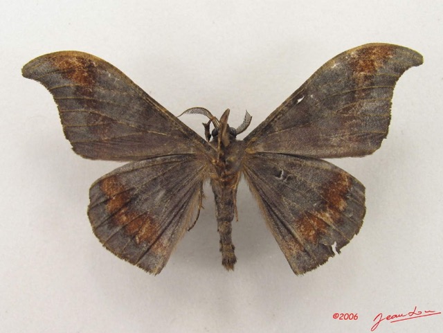 004 Heterocera (FV) Drepanidae Megadrepana cinera m IMG_5008WTMK.jpg