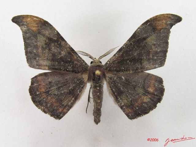 005 Heterocera (FD) Drepanidae Megadrepana cinera m IMG_5107WTMK_1.jpg