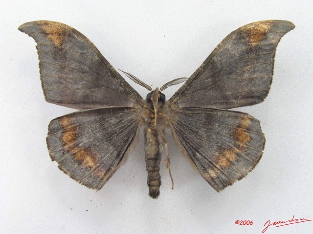006 Heterocera (FV) Drepanidae Megadrepana cinera m IMG_5108WTMK_1.jpg