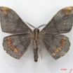006 Heterocera (FV) Drepanidae Megadrepana cinera m IMG_5108WTMK_1.jpg