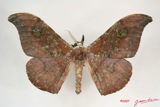 007 Heterocera (FD) Drepanidae Megadrepana cinera m IMG_3989WTMK.jpg