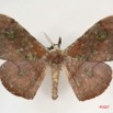 007 Heterocera (FD) Drepanidae Megadrepana cinera m IMG_3989WTMK.jpg