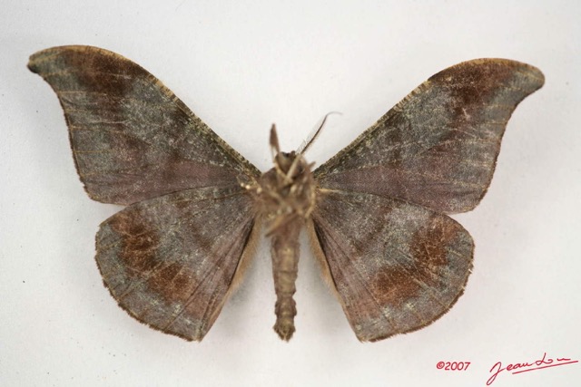 008 Heterocera (FV) Drepanidae Megadrepana cinera m IMG_3992WTMK.jpg