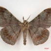 008 Heterocera (FV) Drepanidae Megadrepana cinera m IMG_3992WTMK.jpg