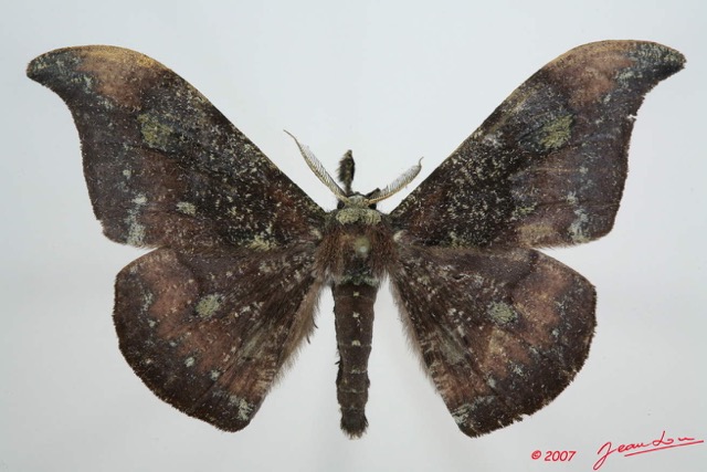 009 Heterocera (FD) Drepanidae Megadrepana cinerea 7EIMG_0166WTMK.jpg
