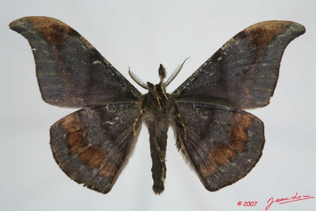010 Heterocera (FV) Drepanidae Megadrepana cinerea 7EIMG_0170WTMK.jpg