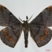 010 Heterocera (FV) Drepanidae Megadrepana cinerea 7EIMG_0170WTMK.jpg