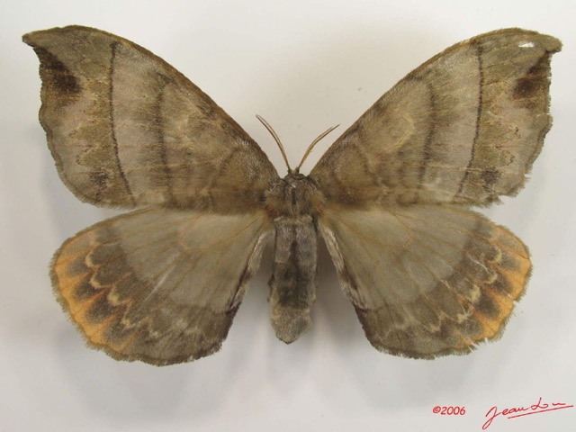 001 Heterocera (FD) Eupterotidae IMG_2625WTMK.jpg