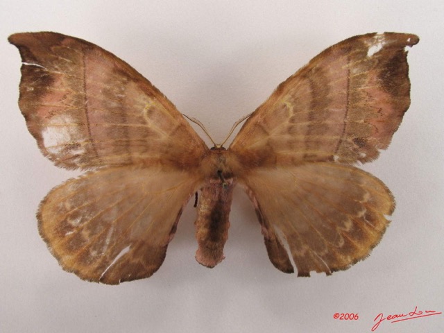 005 Heterocera (FD) Eupterotidae IMG_4278WTMK.jpg