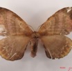 005 Heterocera (FD) Eupterotidae IMG_4278WTMK.jpg